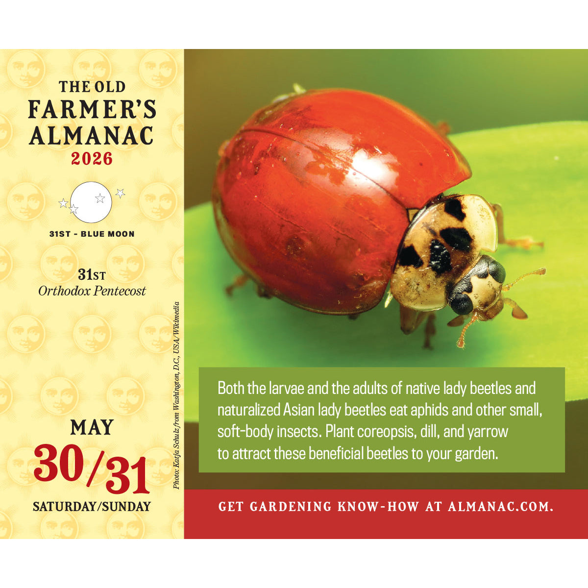 the May 30/31 page for the Everyday calendar featuring a close up photo of a ladybug with the caption, "Both the larvae and the adults of native lady beetles and naturalized Asian lady beetles eat aphids and other small, soft-body insects. Plant coreopsis, dill, and yarrow to attract these beneficial beetles to your garden"