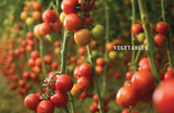 Vegetable Gardener’s Handbook