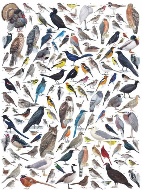 Birds of Western North America Jigsaw Puzzle 1000 Piece