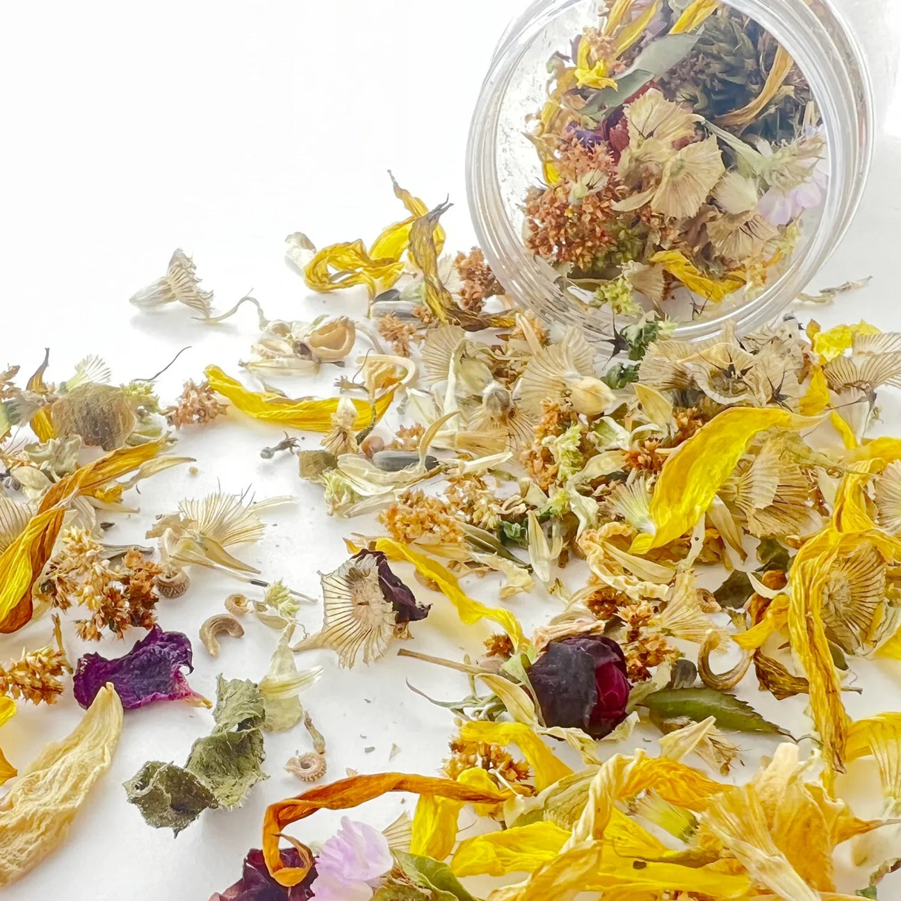 Seeds & Planting Kits