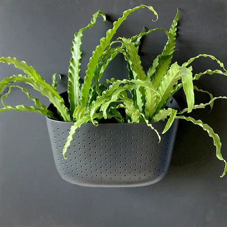 a plastic wall planter in charcoal gray with ferns planted in it and mounted on a wall that is painted a similar gray as the planter