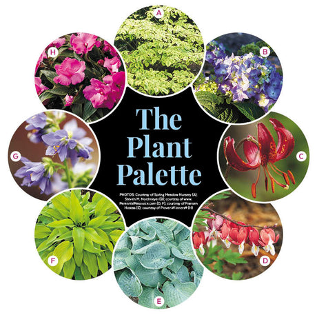 Elegant Perennial Border for Part Shade