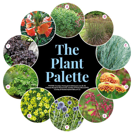 Deer-Resistant Perennial Border Garden Plan