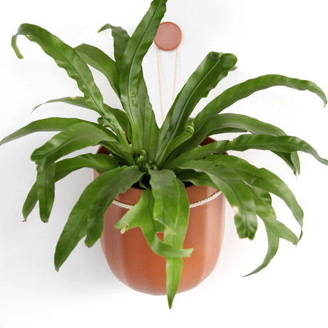a plastic, terracotta colored planter with a leafy green plant that hangs from a loop on the wall