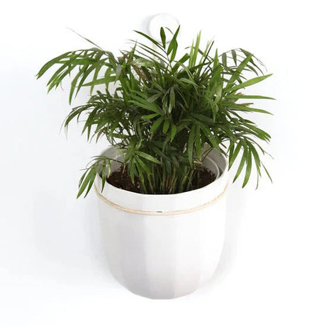 a plastic, white colored planter with a leafy green plant that hangs from a loop on the wall