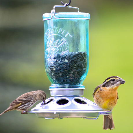 Mason Jar Wild Bird Feeder