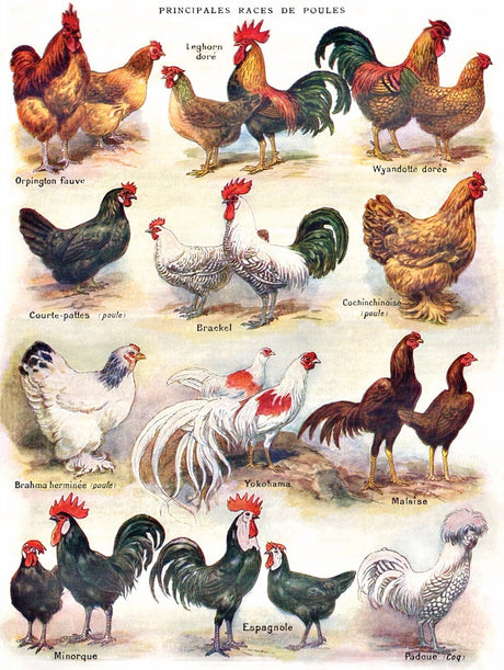Poultry ~ Poules Jigsaw Puzzle 500 Piece