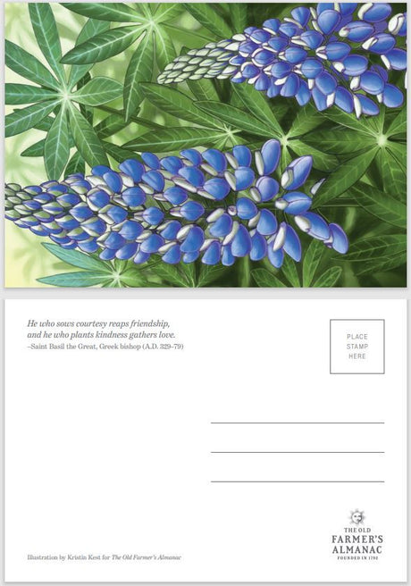 Almanac Postcards 4-Pack