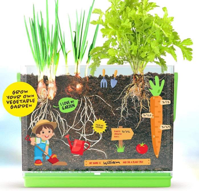 Kids Root Viewer showing the leafy parts of the plants above the soil with the roots visible inside the planter. the planter is adorned with stickers for personalizing it as well as measuring growth