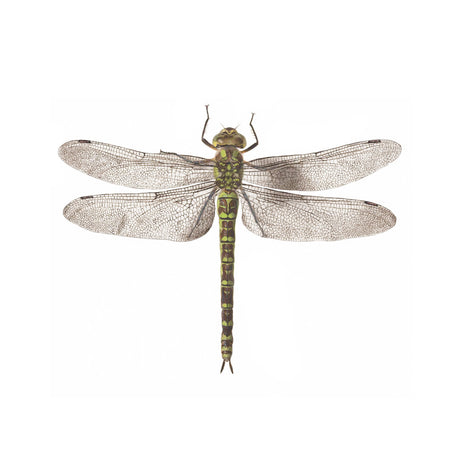a close up of the dragonfly temporary tattoo art showing the delicate detail of the art