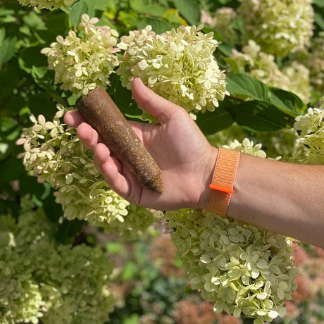 a lush hydrangea bush with a hand holding a fertilizer spike in front of it showing the size of the spikes, about the length of an adult hand