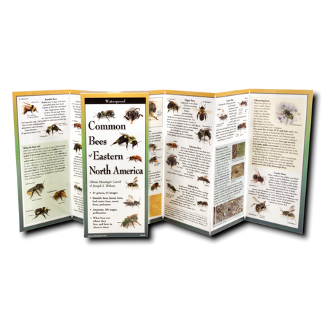 upright, unfolded guide showing interior information on Bees of Eastern North America including specific bee species with its description, nesting preferences, and seasonal activity patterns, information on what bees eat, and identification.
