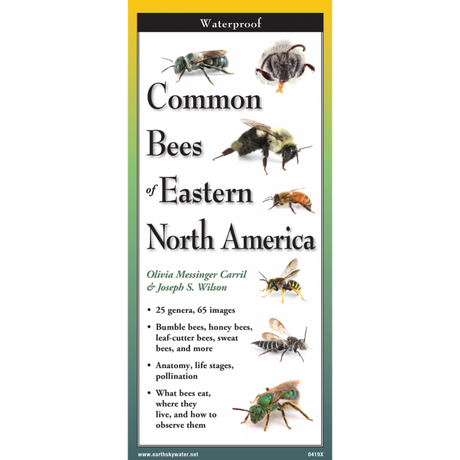 Cover of the ‘Common Bees of Eastern North America’ guide featuring illustrations of various bee species, including honey bees and bumble bees.”