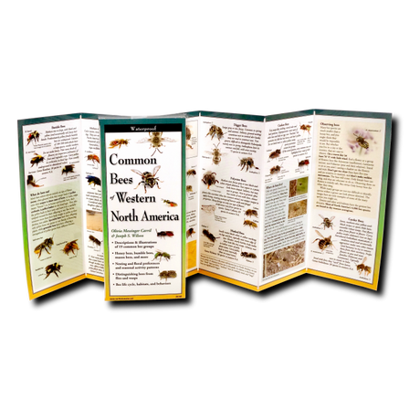 upright, unfolded guide showing interior information on Bees of Western North America including specific bee species with its description, nesting preferences, and seasonal activity patterns, information on what bees eat, and identification.