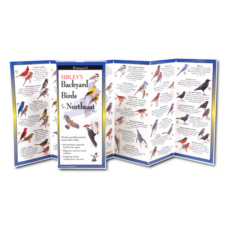 The Sibley’s Backyard Birds of the Northeast folding guide unfolded and upright, accordion style, showing the contents of the guide, which has illustrations and printed information on backyard birds