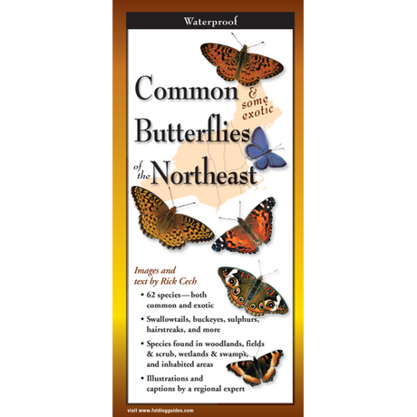 Cover of the folding guide 'Common Butterflies of New England,' featuring vibrant illustrations of various butterfly species including swallowtails and fritillaries