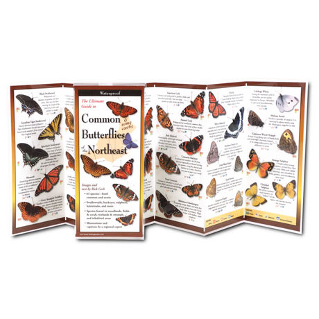 Inside view of the folding guide displaying detailed illustrations and descriptions of 62 butterfly species found in New England, including swallowtails and blues