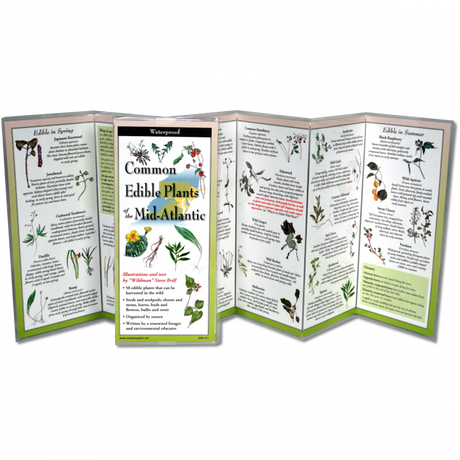 The edible plants of the mid-Atlantic folding guide unfolded and upright, accordion style, showing the contents of the guide, which has illustrations of plants with printed information on foraging for edible plants