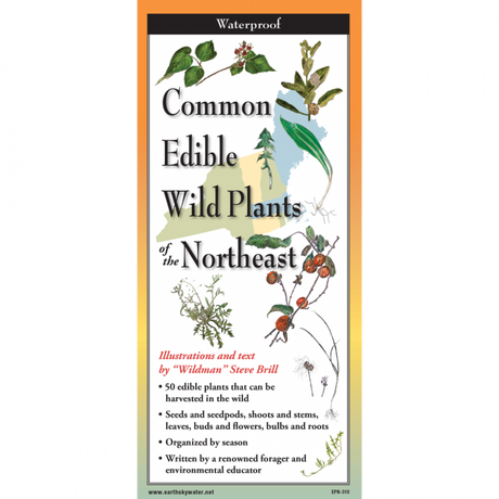 The cover image of edible plants of the northeast folding guide featuring a selection of illustrations of edible plants against a map of the Northeastern US states