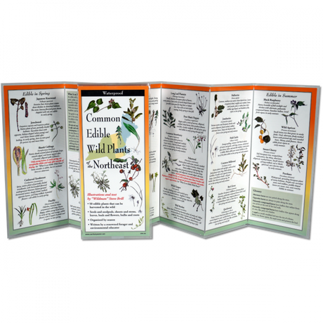 The edible plants of the northeast folding guide unfolded and upright, accordion style, showing the contents of the guide, which has illustrations of plants with printed information on foraging for edible plants