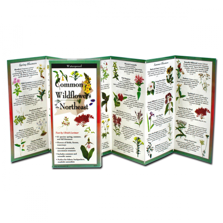 The Common Wildflowers of the Northeast folding guide unfolded and upright, accordion style, showing the contents of the guide, which has illustrations of wildflowers with printed information on wildflowers