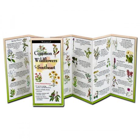 The Common Wildflowers of the Southeast folding guide unfolded and upright, accordion style, showing the contents of the guide, which has illustrations of wildflowers with printed information on wildflowers