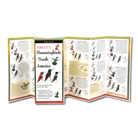 The Sibley’s Hummingbirds of North America folding guide unfolded and upright, accordion style, showing the contents of the guide, which has illustrations and printed information on hummingbirds including different hummingbird species, nesting, and hummingbirds and flowers