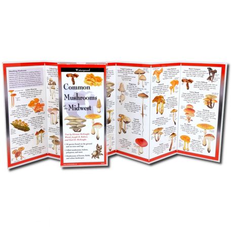 The Common Mushrooms of the Midwest folding guide unfolded and upright, accordion style, showing the contents of the guide, which has illustrations and printed information on mushrooms