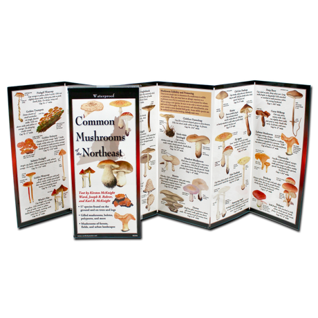 The Common Mushrooms of the Northeast folding guide unfolded and upright, accordion style, showing the contents of the guide, which has illustrations of mushrooms with printed information on mushrooms