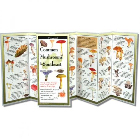The Common Mushrooms of the Southeast folding guide unfolded and upright, accordion style, showing the contents of the guide, which has illustrations and printed information on mushrooms