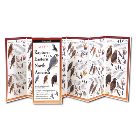The Sibley’s Raptors of Eastern North America folding guide unfolded and upright, accordion style, showing the contents of the guide, which has illustrations and printed information on raptors.