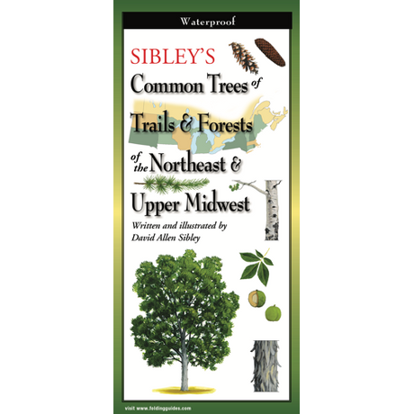 Sibley’s Common Trees of Trails & Forests of the Northeast folding guide cover image featuring trees, branches, acorns, pinecones, and tree bark against a map of the Northeast and Upper Midwestern United States