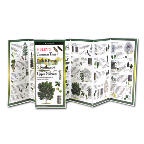 An open folding guide featuring detailed illustrations of trees commonly found in the Northeast and Upper Midwest. The guide includes tree names, descriptions, and images of leaves, bark, and other identifying features. The compact design makes it easy to use for outdoor exploration