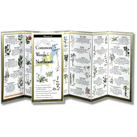 The Common Weeds of the Northeast folding guide unfolded and upright, accordion style, showing the contents of the guide, which has illustrations of weeds with printed information on weeds