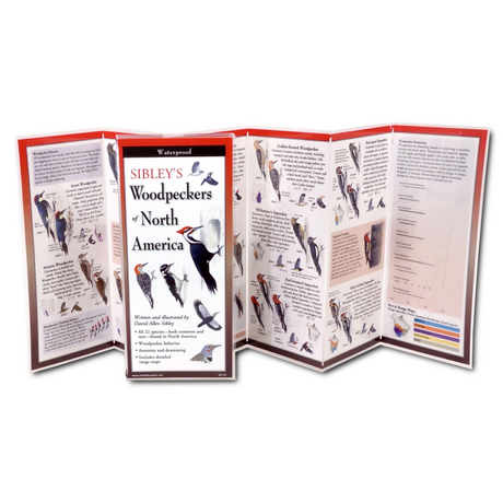 The Sibley’s Woodpeckers of North America folding guide unfolded and upright, accordion style, showing the contents of the guide, which has illustrations and printed information on woodpeckers including different woodpecker species, woodpecker behavior including claw and tongue anatomy, foraging behavior, drumming sonograms.